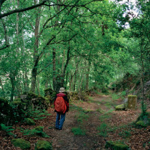 Last 100 km of the Camino Francés in short walks.