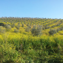 Camino Mozárabe: Stretch 2 from Córdoba to Mérida