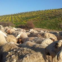 El Camino Mozárabe. Etapa 1 de Granada a Córdoba