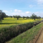 Ruta de la plata